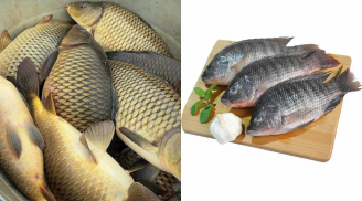 Điểm danh những loại cá dễ nhiễm ký sinh trùng, cần chú ý kỹ khi mua và chế biến