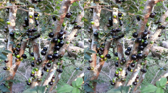 Loại quả đặc sản mang đến trải nghiệm vị giác độc đáo, giá lên tới 250.000 đồng/kg