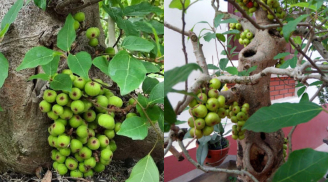Trồng cây sung trước nhà có tốt cho phong thuỷ không?