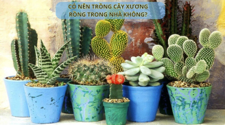 Cây xương rồng gai góc, xù xì có nên trồng trong nhà không? Ý nghĩa phong thuỷ của cây xương rồng