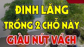 Cây Đinh Lăng hút tài lộc đừng trồng linh tinh: Đây mới là vị trí giúp gia chủ tiền vào như nước