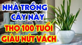 Vào nhà thấy 3 chỗ có 3 cây xanh, gia đình giàu có khỏe mạnh, là cây gì- nơi nào?