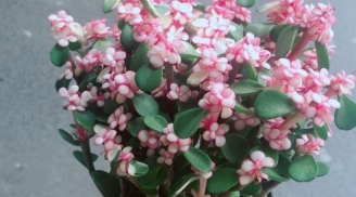 3 cây cảnh phong thủy có ý nghĩa tốt lành, vượng tài vượng khí, có sức sống mãnh liệt, lại dễ trồng