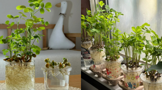 Cách trồng cây xanh mướt từ đậu phộng: Đơn giản, hiệu quả, ai cũng làm được