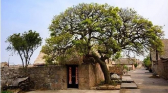 “Trước cửa không trồng cây, sau nhà ít mở cửa sổ”. Tại sao người xưa lại nói như vậy?