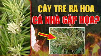 Tùng nở hoa nhà phát tài, trúc trổ bông tai ương tới, nhà ai có phải chặt bỏ ngay