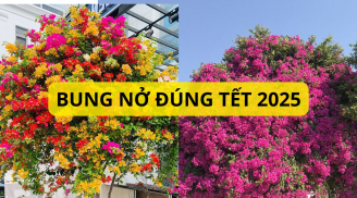 Bây giờ là lúc cần chuẩn bị bước này để cây hoa giấy bung nở rực rỡ đúng dịp Tết nguyên đán 2025