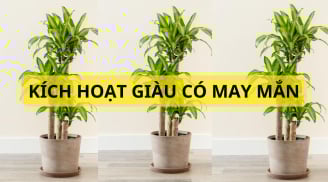 Người tuổi này rất hợp trồng cây thiết mộc lan, đặt đúng vị trí này thì tiền vào như nước giàu lên trông thấy