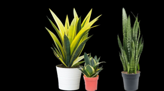 Trồng cây lưỡi hổ chiêu tài hút lộc nhưng đại kỵ với những người tuổi này, đừng trồng mà hao tài tốn của