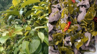 Công thức nấu thịt trâu với lá giang: Món ngon dân dã mà ai cũng muốn thử một lần