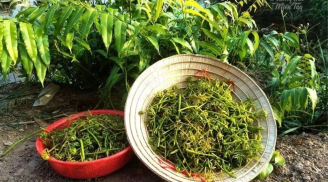 Loại rau dại xưa ăn chống đói, mọc la liệt ở vùng Đồng Tháp Mười, nay trở thành món ăn sang trọng