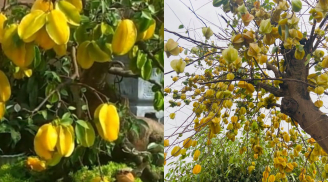 Mách mẹo trồng cây khế để hoa trái sum suê mang nhiều tài lộc vào nhà