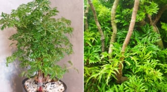 Người Mệnh nào hợp trồng cây đinh lăng? Ý nghĩa phong thủy của cây đinh lăng