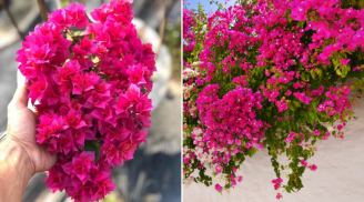 Vì sao nên dùng giấm tưới cho cây hoa giấy? Cách dùng đúng giúp cây ra hoa quanh năm, chùm to rực rỡ