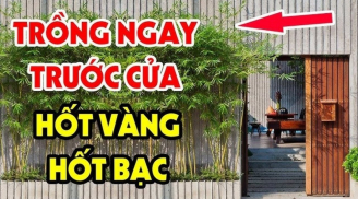 Gia chủ nên trồng cây gì trước cửa nhà để hút tiền bạc vào nhà không ngừng nghỉ?