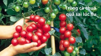 Bí quyết trồng cà chua trong chậu, quả sai lúc lỉu kín cành