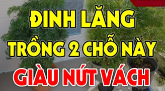 Cây Đinh Lăng xua đuổi tà ma, hút tiền tài vào nhà đừng trồng linh tinh: Trồng chỗ này cực kỳ giàu có