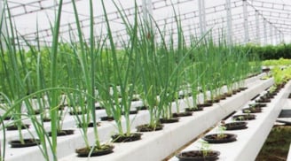 Mẹo trồng hành lá, hành củ tại nhà, cực dễ