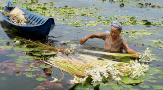 Người dân Cà Mau đua nhau lội đồng nhổ loài hoa dại này, bán làm rau đặc sản, vạn người mê