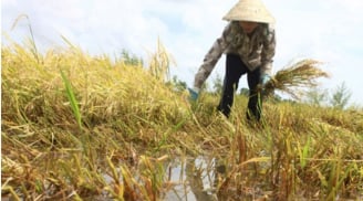 Tổ Tiên dặn dò: 'Làm ruộng không rời ruộng, mở quán không rời cửa', vì sao lại như thế?