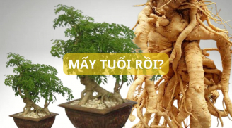 Trồng cây đinh lăng bao nhiêu năm là tốt nhất? Không phải càng lâu càng tốt, gia chủ phải chú ý