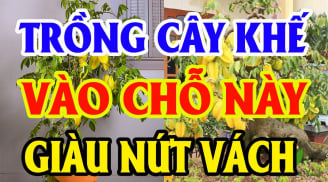 Trồng khế ở vị trí này hút tài lộc vào nhà: Đại gia nào cũng có 1 cây