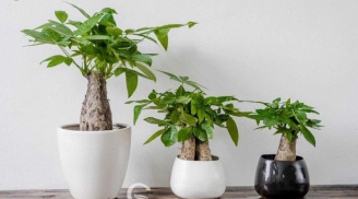 2 cây cảnh này, hợp cả 5 Mệnh, trồng trước nhà, hút tài lộc, mang lại nhiều may mắn cho gia chủ