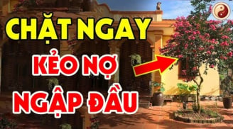 Sân không trồng 3 cây, trong nhà không treo 3 vật Tiền- Tài- Danh mới bền, là cây gì vật gì?