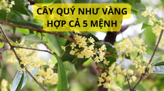 Tại sao người xưa nói trồng cây mộc hương hợp với cả 5 mệnh, cây quý như vàng, gia đình nào cũng nên trồng?