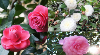 Tháng 10 âm lịch chú ý chăm sóc để cây hoa trà nở đúng dịp Tết nguyên đán, người trồng cây trà nên biết