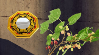 Ông bà dặn con cháu: 'Trước cửa có gương, sau nhà trồng dâu', nghĩa là sao?