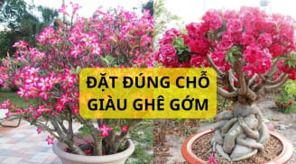 Trồng cây hoa sứ phải lưu ý điều này, hoa nở quanh năm thu hút tài lộc giàu có, chớ dại đặt linh tinh