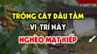 Trước cổng có cây này hỏng tiền tài, ai đang có phải chặt bỏ ngay