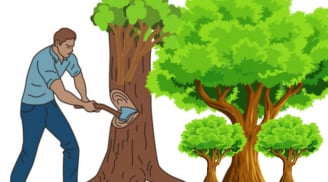 Tổ tiên răn dạy: Chặt 5 cây này tổn hao phước lộc, khó giàu lên, ốm đau lục đục. Đó là cây gì?