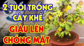 Tuổi nào mệnh nào trồng cây khế là tốt nhất? Vận khí đi lên, Tiền - Tài ập đến