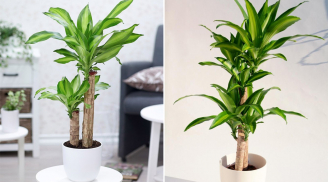 Vị trí tốt nhất để trồng cây thiết mộc lan giúp hút tài lộc vào nhà