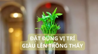 Vị trí tốt nhất trồng cây trúc phú quý để phát tài giàu có tình duyên yên ấm