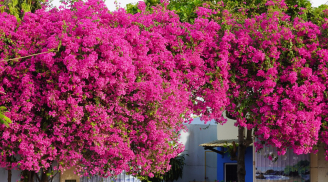 Tuyệt chiêu chăm hoa giấy để hoa nở nhiều đúng dịp Tết, áp dụng ngay từ bây giờ