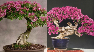 Cây dại nở hoa quanh năm: Biến hóa thành bonsai quý hiếm, mang đến sự giàu sang, phú quý