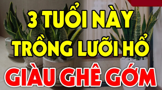 Cây lưỡi hổ xua đuổi tà ma, hút tiền tài: 3 người này trồng kinh doanh đắc tài, chẳng thiếu tiền xài