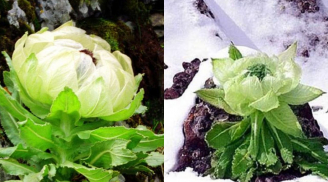 Đây là loại hoa 7 năm mới nở một lần, muốn mua phải chi tiền triệu mà vẫn 'cháy hàng'