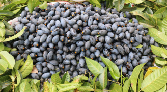 Loại quả đen sì này là đặc sản của Cao Bằng, giá 175.000/kg vẫn đắt hàng