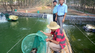 Nuôi loài da trơn được ví như 'nhân sâm nước': Lão nông thu 1 tỷ đồng/năm