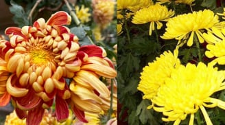 Tại sao không nên trồng cây hoa cúc trước nhà?