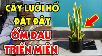 Cây Lưỡi Hổ xua đuổi tà ma: Những kiểu người này không nên trồng, đó là tuổi nào?