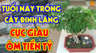 Cây đinh lăng hút lộc nhưng không phải ai trồng cũng được: 2 mệnh này trồng mới giàu sang phú quý