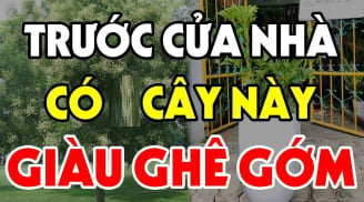 4 loại cây trồng trước cửa hứng lộc, 3 cây trồng sau nhà trấn giữ của cải, là những cây nào?