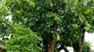 Các cụ dạy chẳng sai: 'Trồng những cây này sau nhà mới trấn giữ được của cải, bình an, hóa giải điềm xui'