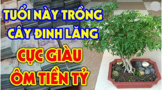 Cây Đinh Lăng trấn giữ của cải đừng trồng linh tinh: 2 mệnh này trồng tiền vào như nước