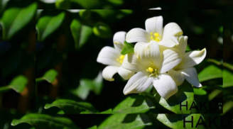 Trồng cây nguyệt quế vừa thơm vừa đẹp, tốt phong thủy nhưng người này nên tránh